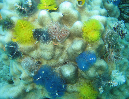  Spirobranchus giganteus (Christmas Tree Worm)